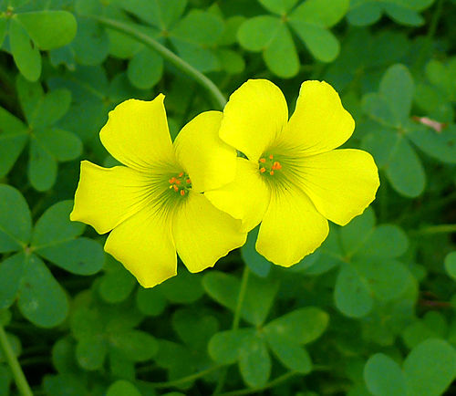 Oxalis pes-caprae